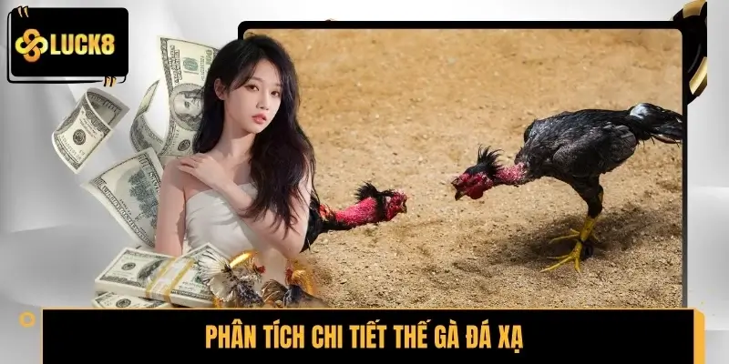 Phân tích chi tiết thế gà đá xạ trong thi đấu thực tế