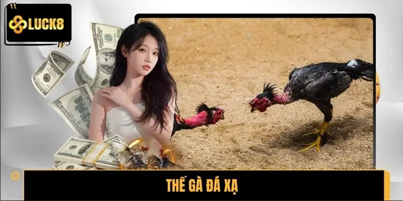 Thế Gà Đá Xạ - Lối Ra Đòn Tốc Độ Khiến Trận Đấu Đổi Chiều